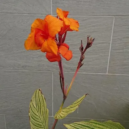 Doreen Apartament